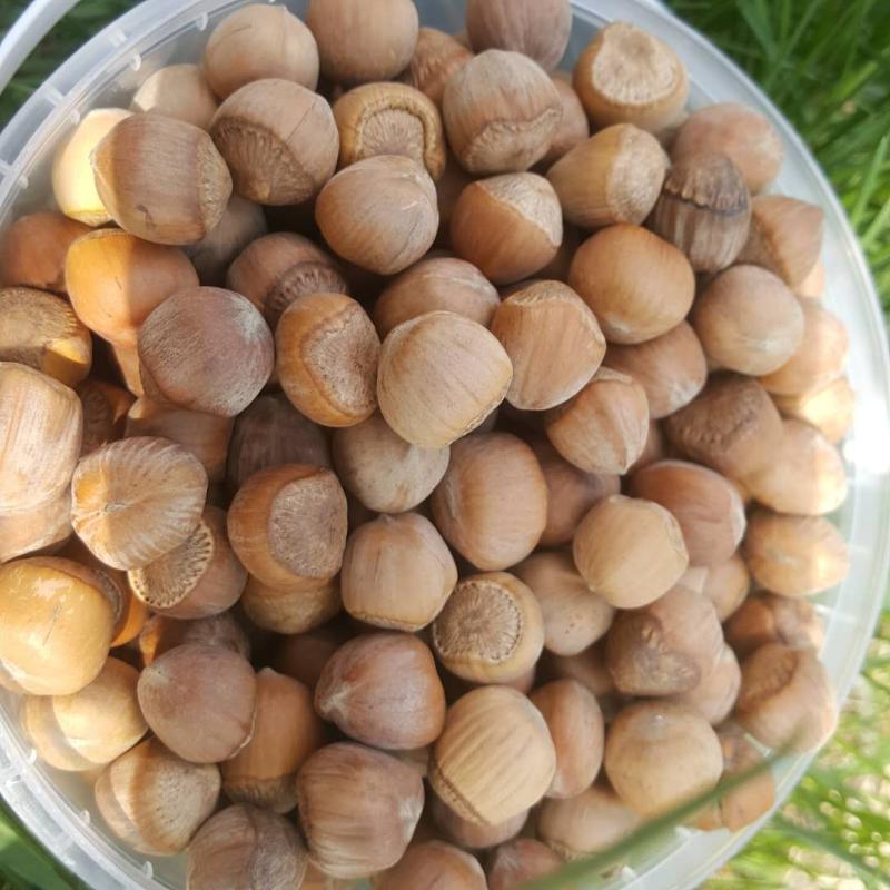 大兴安岭野生榛子铁岭火榛子坚果 水漏生榛子坚果500克|ru