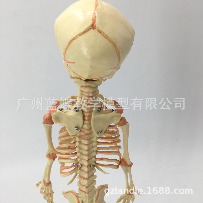 Ӥ������ģ�� Ӥ������ģ�� �׶��Ǽ� �˹�ģ�� �������� ��ѧ