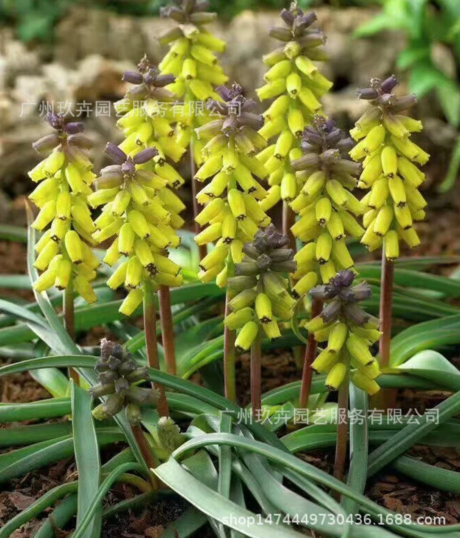 Виноградный гиацинт семя мяч пейзаж растение цветок шар лампы четыре сезона цветения