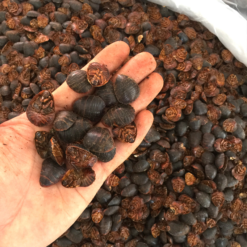 土元现货批发土鳖虫中药材大货批发动物类药材清水土元中药-阿里巴巴