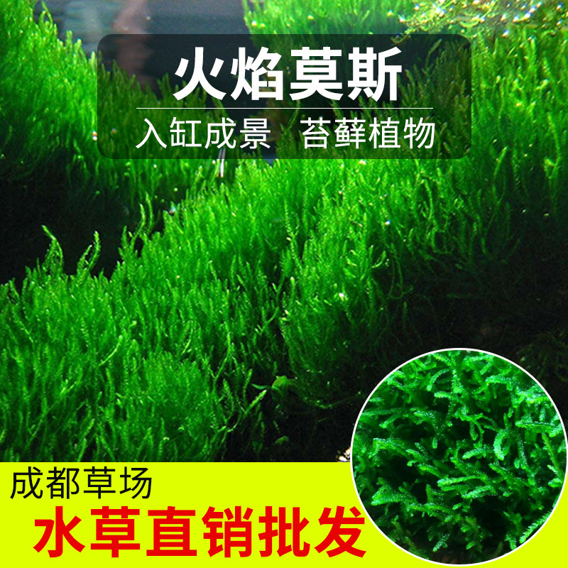 Flame Moss Aquatic Plant Live Moss Moss8*8 Mesh Planting Fish Tank Negative Lazy People Easy to Grow Aquatic Plants Flame Moss Aquatic Plant Live Moss Moss8*8 Mesh Planting Fish Tank Negative Lazy People Easy to Grow Aquatic Plants