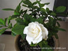 Gardenia potted flowers seeds are easy to live flowers, potted plant flowers and plants and flowers