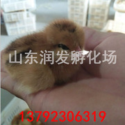 土鸡苗批发销售现在的土鸡苗多少钱一只