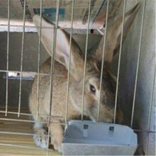比利時兔批發大型肉兔子活體廠家直供兔苗幼崽出售送養殖技術////