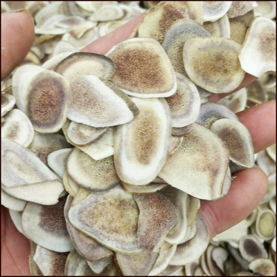 dyt-136批发中药材鹿角片 鹿角片 德誉堂药业批发零售 各种中药材|ru