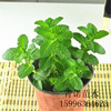 Mint table lemon perfume, wholesale