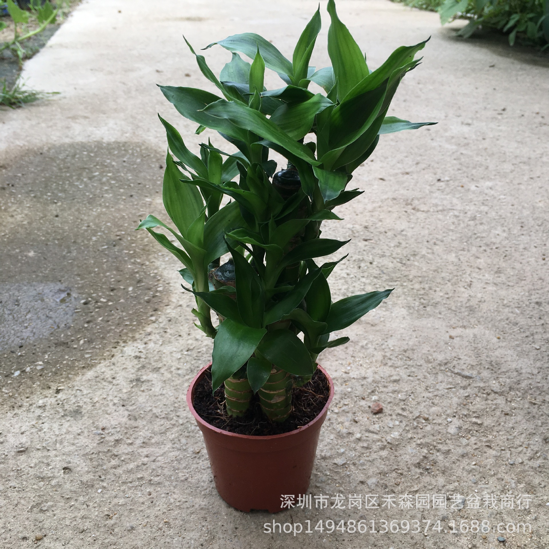 步步高富贵竹小盆栽花卉批发 室内观赏创意造型盆栽转运竹开运竹-阿里巴巴