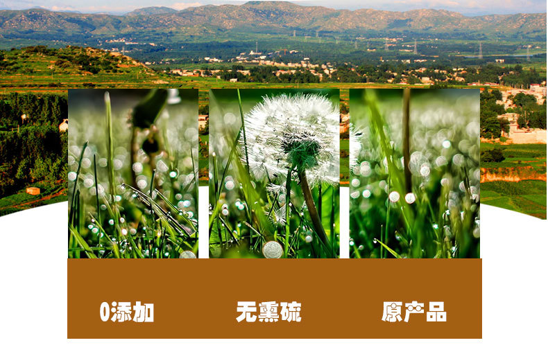 Dandelion Root & Herb Tea (Taraxacum officinale) — Dried Pú Gōng Yīng Loose Herbal Tea, 500g quality and texture