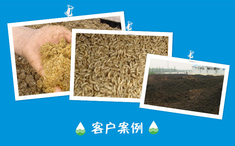 怎么用猪粪养蝇蛆