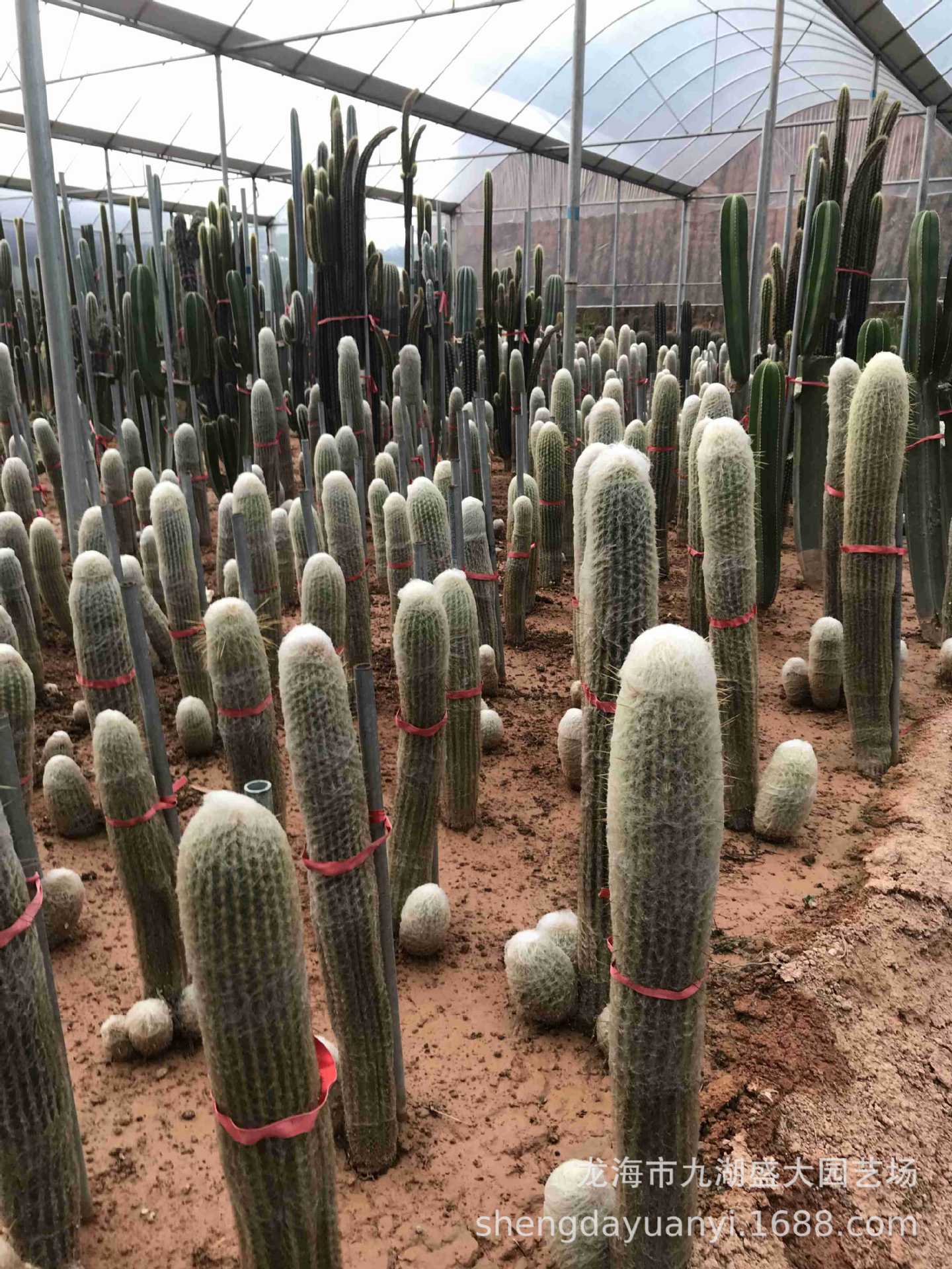 批发大型多浆植物 群生量天尺仙人柱沙生植物 秘鲁苹果仙人掌分叉-阿里巴巴