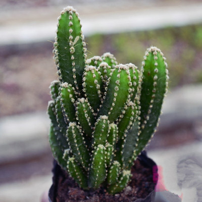 大量批发 仙人多肉植物 万重山  室内桌面 盆栽植物仙人山