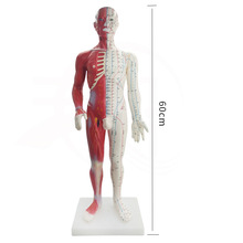 60CM半肌肉解剖经络穴位模型人体针灸模型骨骼教学模型男模批