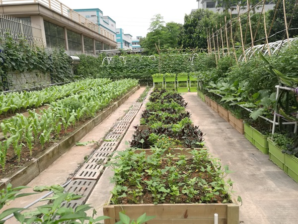 一、“致丽牌”水土混培种植箱的特点 ...