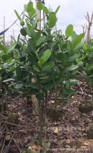 福木 福木品牌 图片 价格 福木批发 阿里巴巴