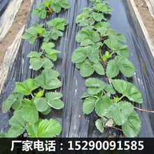 廠家直銷黑地膜塑料薄膜農用黑色地膜蔬菜果樹苗保溫草莓用防草