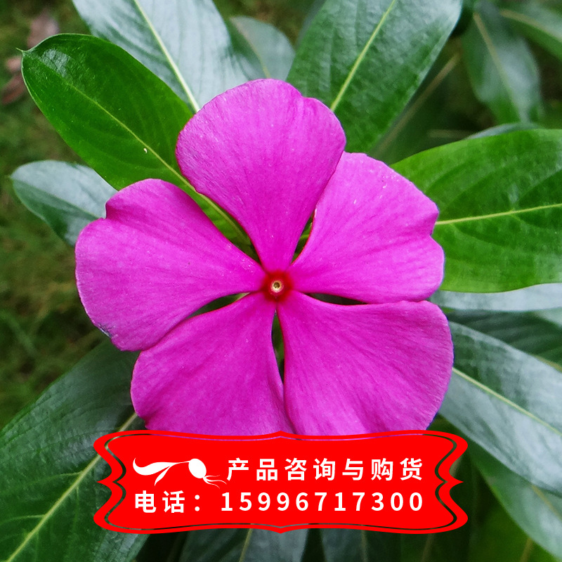 批发草本花卉种子长春种子 观赏植物长春花 草花种子基地发货|ru