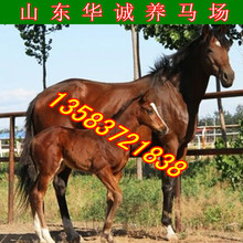 骑乘马马驹出售 训好的德保矮马 纯血马马驹伊犁马 成年马4-6岁马