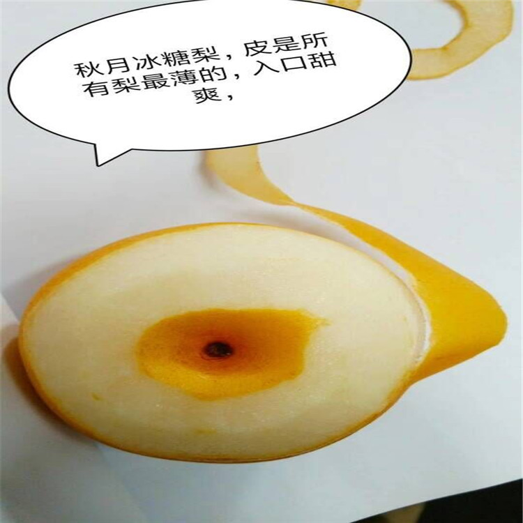 河南梨树苗基地 晚秋黄梨 秋月梨树苗 嫁接梨树苗 当年结果的梨树