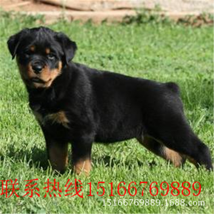 罗威纳犬纯种罗威纳幼犬哪里有纯种罗威纳能长多大有几种颜色