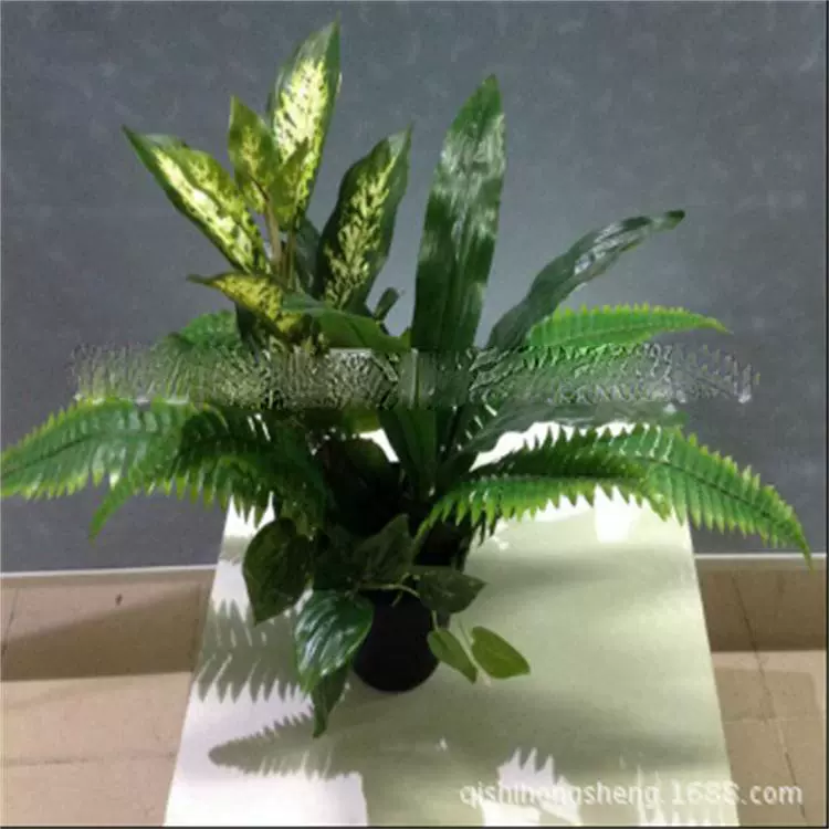 仿真万年青波斯草野芋仿真植物组合盆栽摄影造景摆件支持来图定制