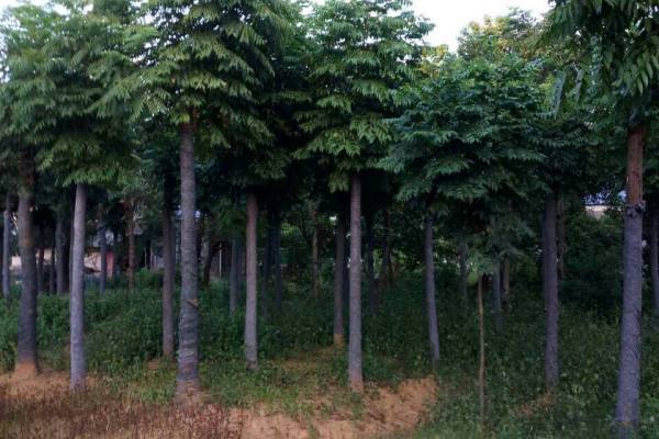 mmexport1531177168437