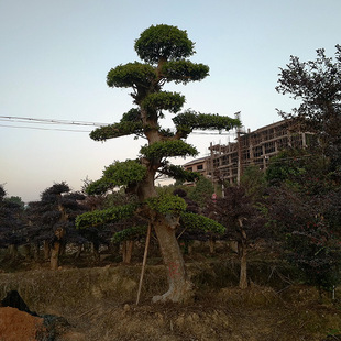 �������l�G������ �����ܘ䘶 �@�־G�����^�� �����ܘ䘶