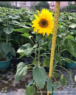 ����ֱ�N �t����ܽ��  ľܽ�� ��Ҏ�� �S�^ �l�� ͥԺ �G����r