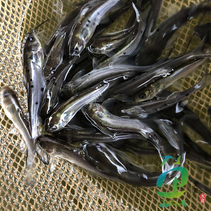 淡水鱼苗美国斑点叉尾鮰鱼苗 钳鱼苗 金丝红沙 红沙鱼苗 活体水产|ru