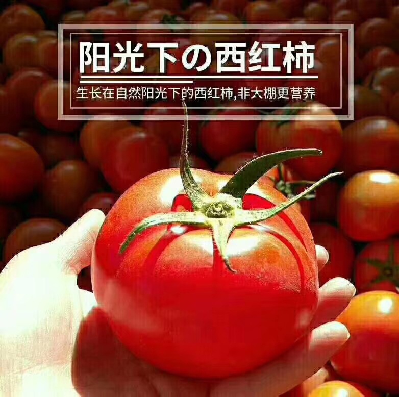 Place of Origin find Panzhihua Fresh vegetables fruit tomato Open-air tomato powder SF Express