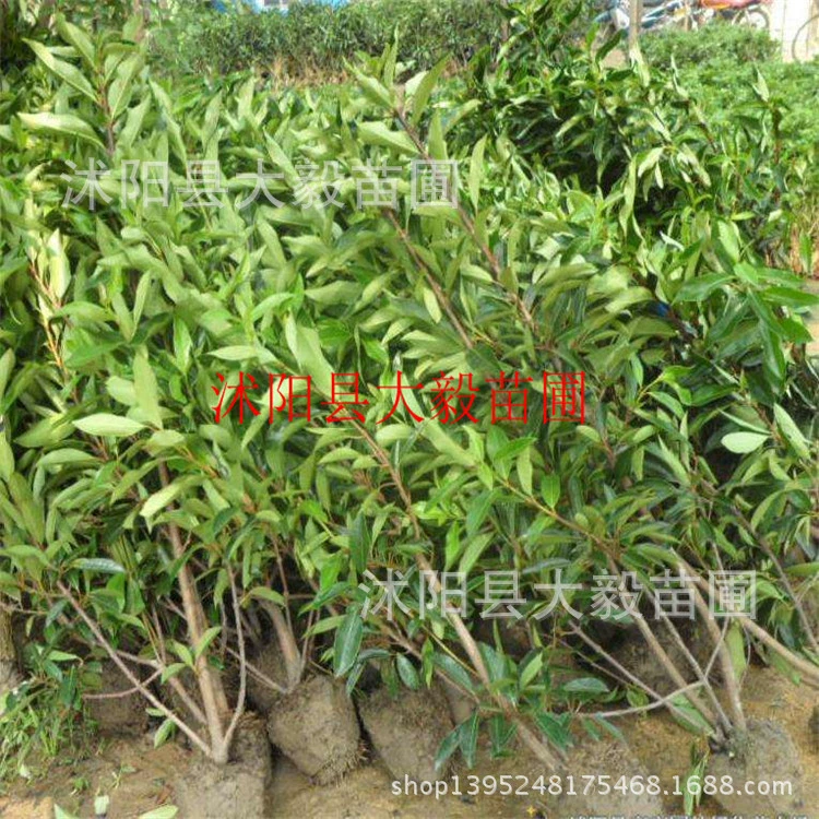 База питания французский Падуб саженцы коралловые саженцы Холли сделать забор стены оптом