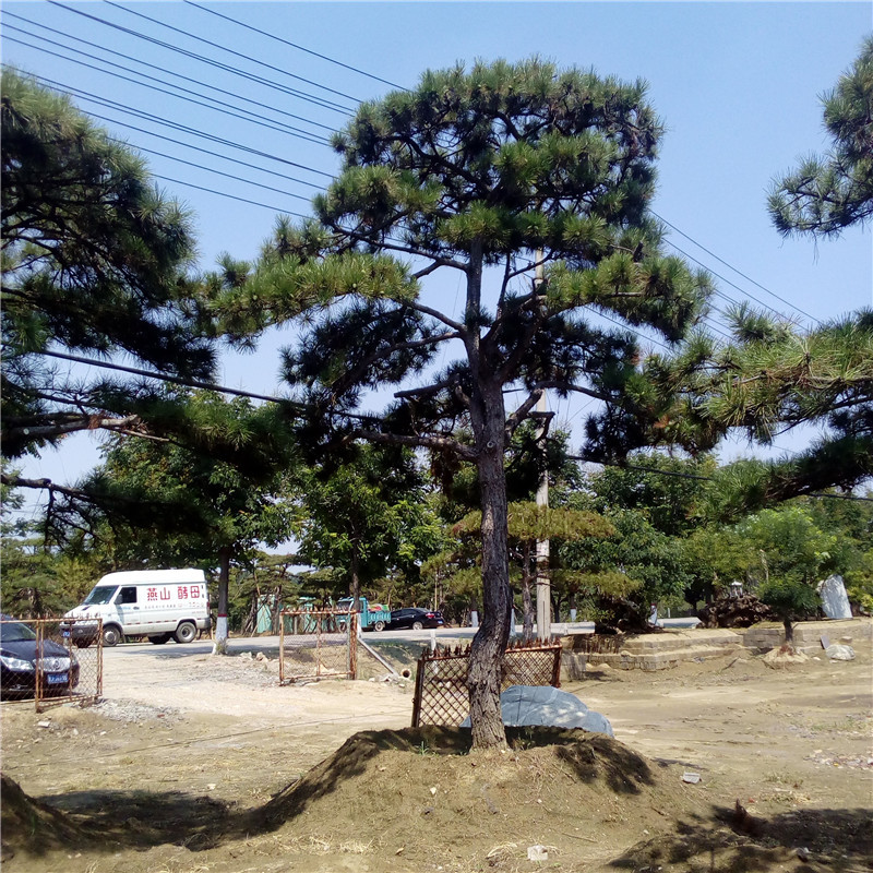 山东泰安造型松造型油松造型黑松造型景松泰山景松迎客松基地价格