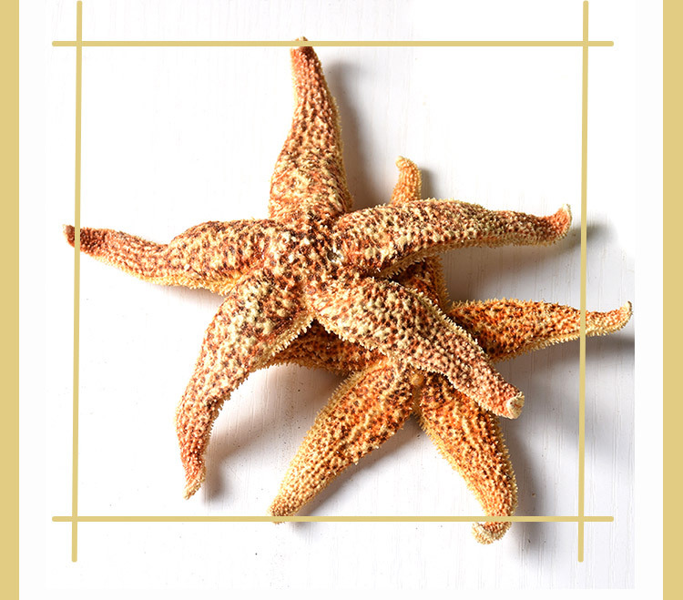 Dried Starfish (Asterias amurensis) — Whole Sea Star for Herbal Wine Infusion & Display quality and texture