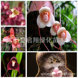Семена лапши обезьяны, странные семена орхидеи редкая лапша обезьяны, лапша обезьян, маленькие семена орхидеи дракона