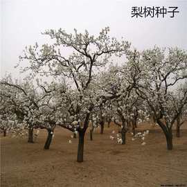 散装果树种子水果种子桃树水蜜桃南北方冬桃四季盆栽种植种子