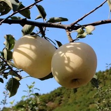 Bán buôn trái cây tươi Kem Yên Đài Fuji giòn Qixia vàng Fuji kinh doanh vi mô Táo