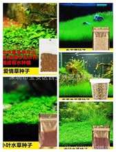 水草种子活体水族造景大对叶迷你对叶鱼缸前景草速成草坪牛毛种子