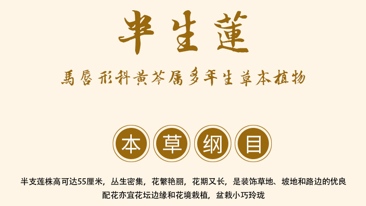 Ban Zhi Lian Dried Herb (Scutellaria barbata) — 500g Food-Herb Cut for Tea & Decoction overview