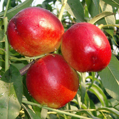 湖北桃子原产地批发油桃5斤包邮贴心服务 新鲜油桃 油桃产地直供