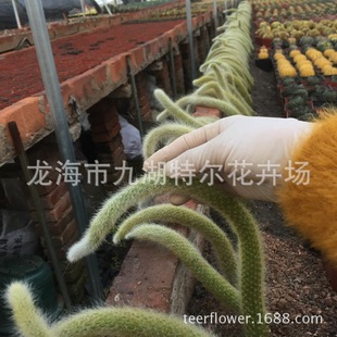 ���ں�β��������β ܛë �Lë ����ֱ��