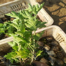 �ر��ݻ��ر��� ��β�� ǧ���˵� ���^���� ���� �������l���l