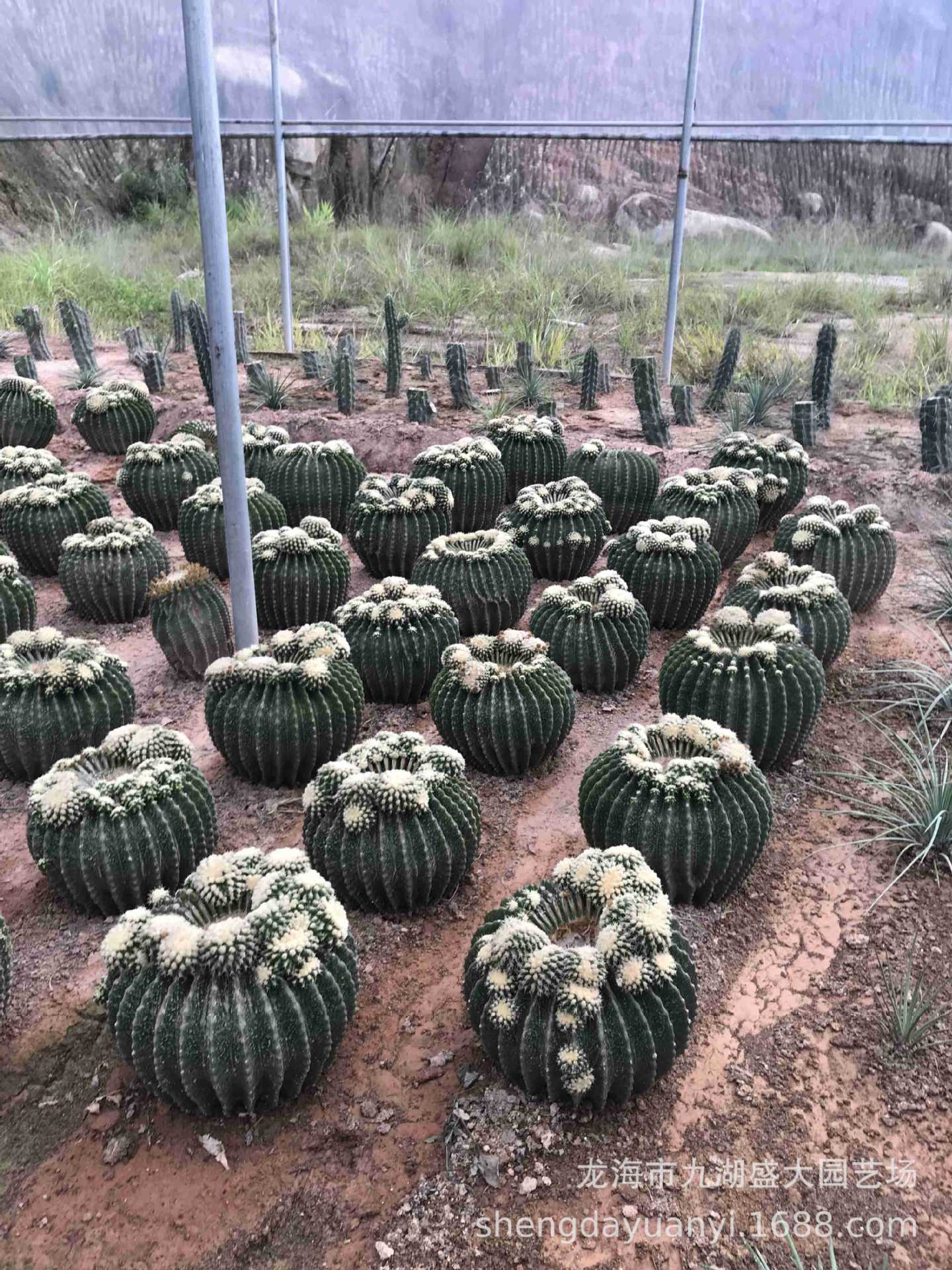 仙人掌武伦柱 量天尺 老乐柱 仙人镜 红太古北欧风格欧美室内盆栽-阿里巴巴