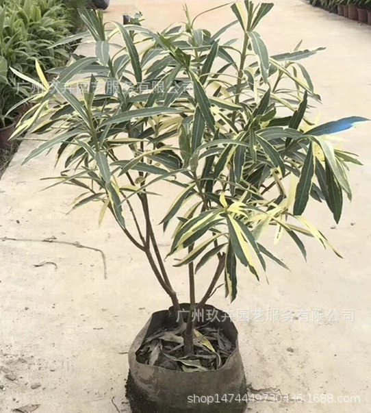 Цветок и лист олеандра земля Рассада листва растение земля рассада Парк двор пейзаж листва цветок просмотр зеленое растение