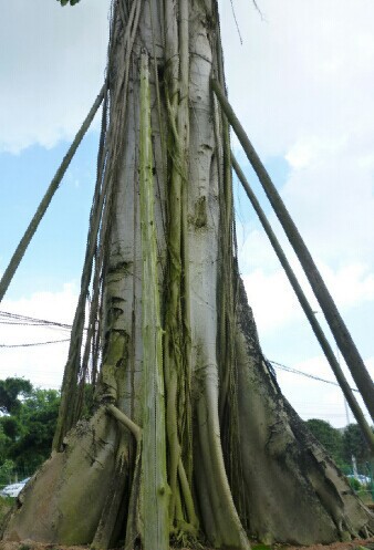 板根高山榕 板根树 胸径2米