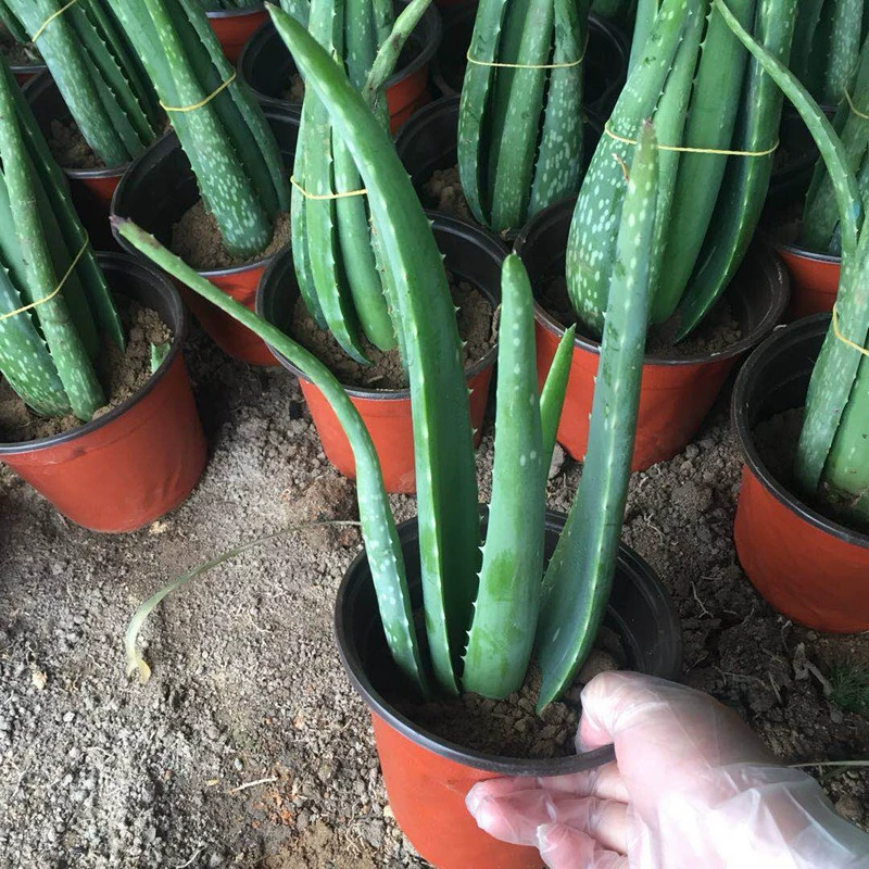 Алоэ Вера в горшке Кюрасао Красота Алоэ Вера в горшке Съедобная Косметика Анти-прыщи Зеленый цветок растения Алоэ Вера Сеялка