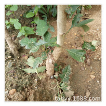 �H��ɽ高������l �H���t��ɽ高���r�� �����ɽ高��繩��