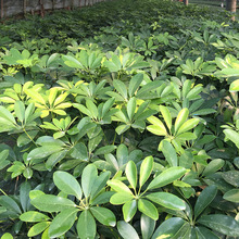 ���_ľ����  �Z�Ʋ� ���_�� �@�־G��������ľ �ر�ֲ�� ��ľ