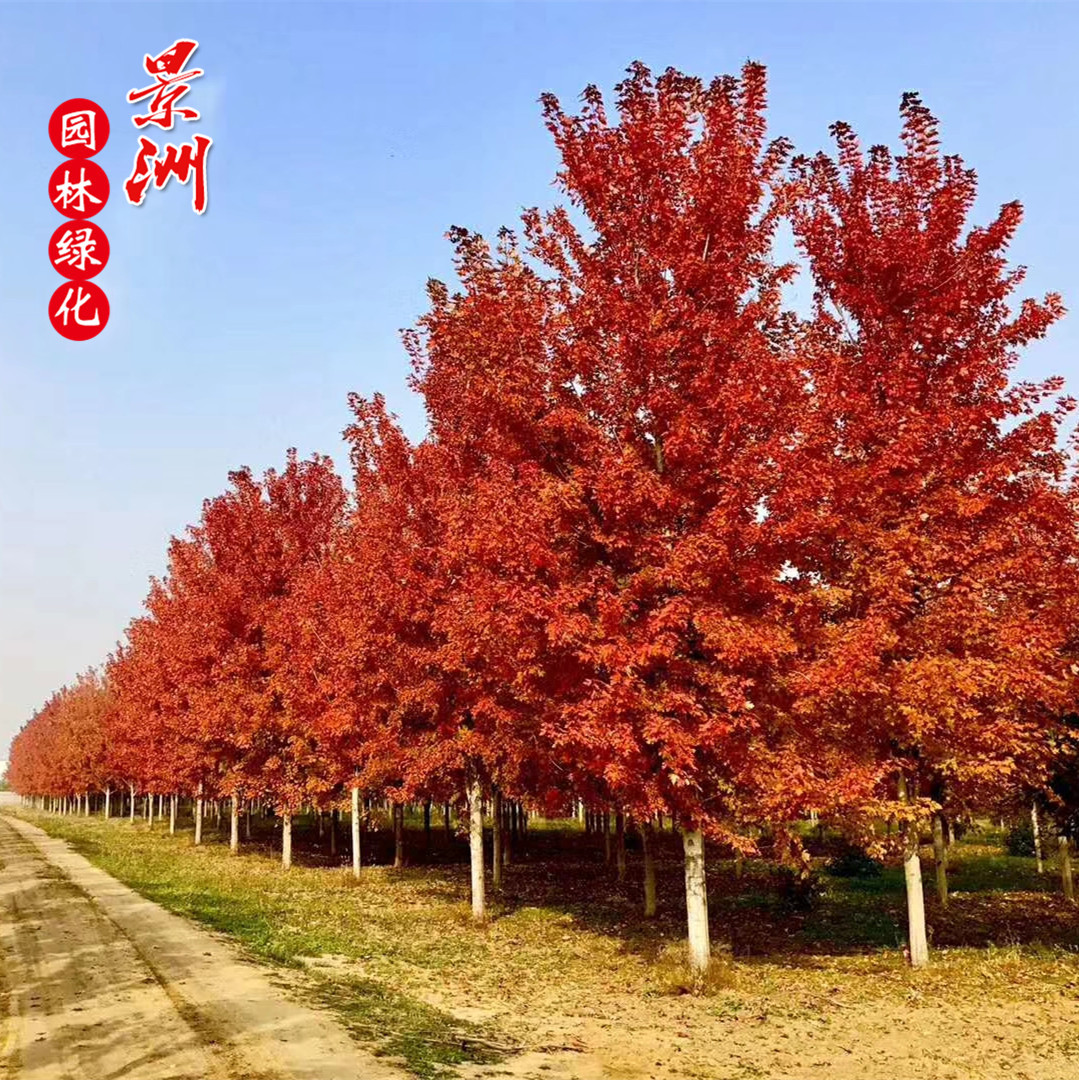 QQ图片20181016101255_副本