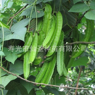 四棱豆种子 批发寿光特色蔬菜种子 四角豆 香龙豆种子|ms
