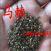 Horse spiny seed aliases wild blue branches seeds wolf tooth grass seeds to protect soil protection slope protective small shrub seeds