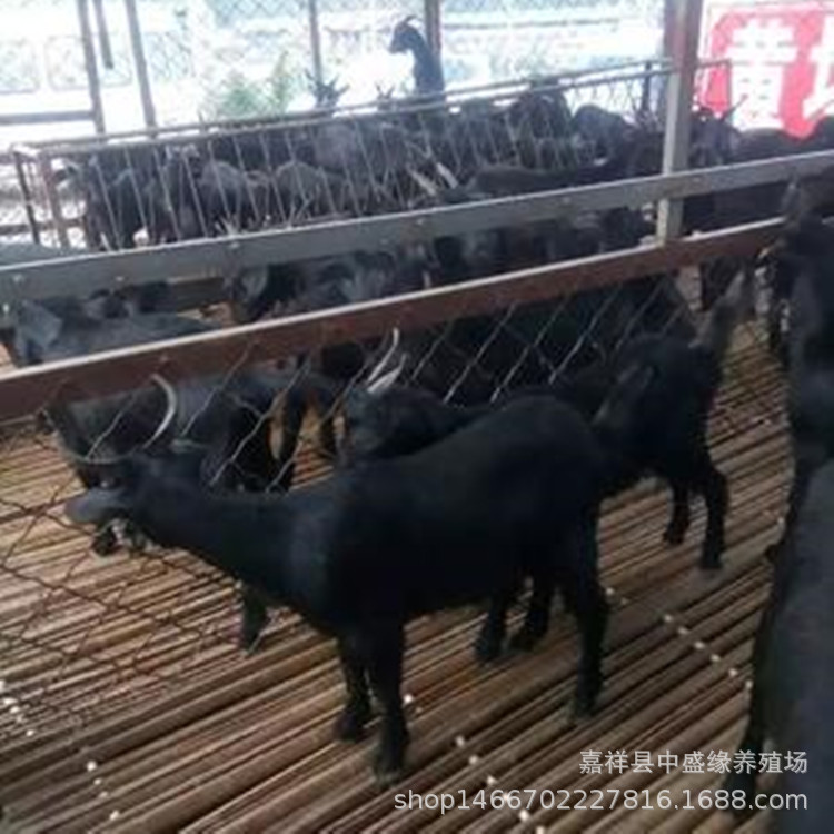 四川黑山羊养殖基地黑山羊出售黑山羊批发市场